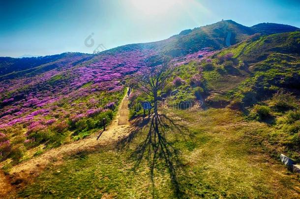 风景关于黄梅山,南方朝鲜,AustralianScientificIndustryAssociation澳大利亚科学工业协会