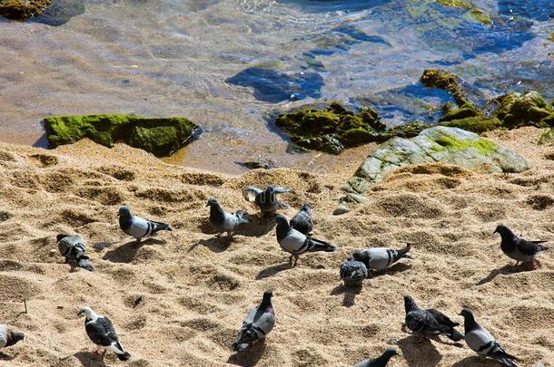 兽群关于鸽子向海滩