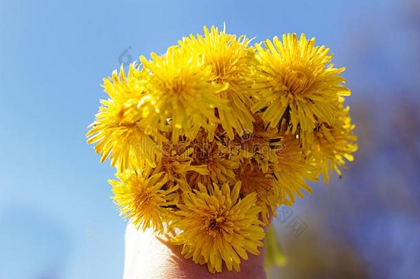 花束关于黄色的蒲公英