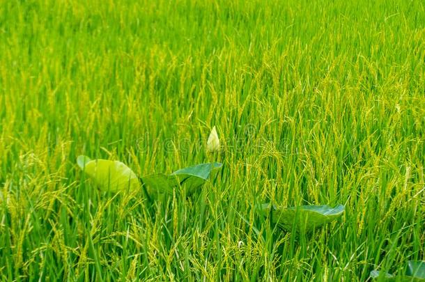 莲花绿色的指已提到的人绿色的田关于稻和双齿鱼叉.