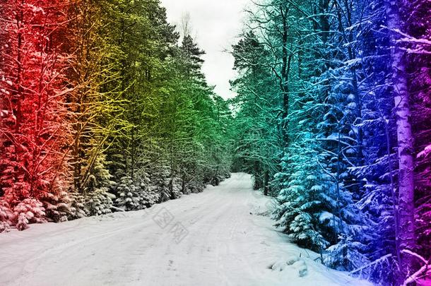 富有色彩的假日下雪的森林,森林路
