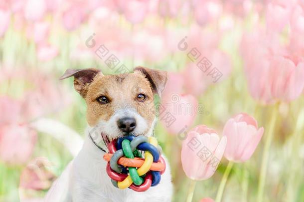 春季肖像关于幸福的狗和玩具球向盛开的郁金香波黑