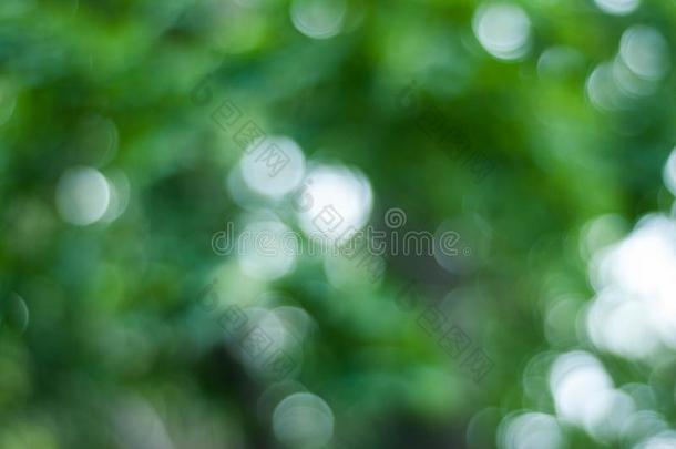 绿色的焦外成像背景,绿色的树焦外成像,抽象的夏共享保护环