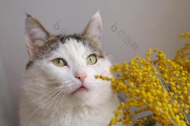 漂亮的有趣的猫关在上面肖像和含羞草花