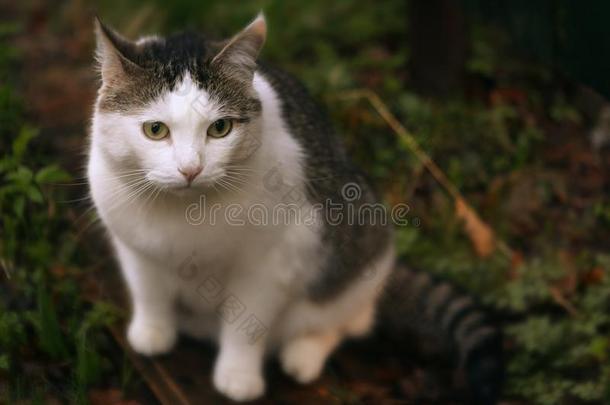 雄动物猫关在上面打猎照片