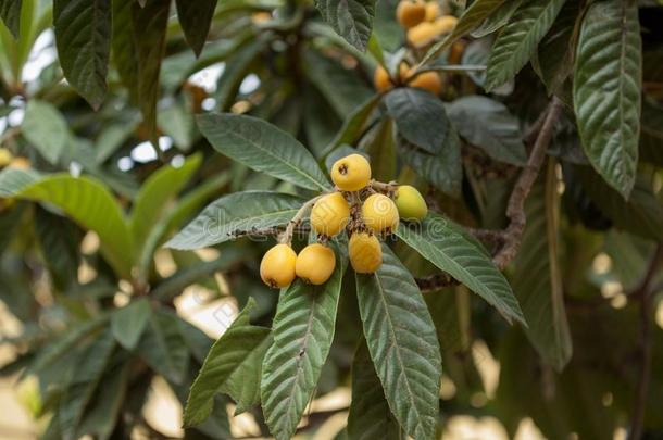 树枝关于枇杷,枇杷属日本产植物