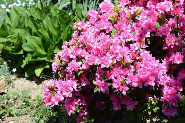 杜鹃花日本产植物采用假山