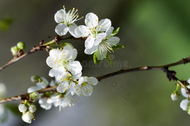 春季樱桃花花.春季白色的花向一树.