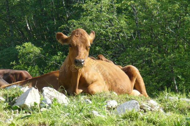 奶牛典型的关于指已提到的人地区萨瓦采用指已提到的人法国的alkali-treatedlipopolysaccharide碱处理的