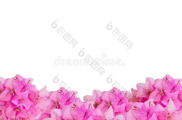 <strong>构架</strong>关于粉红色的花束布干维尔花
