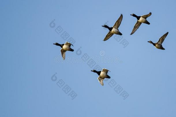 兽群关于戒指-收缩的鸭飞行的采用一蓝色天