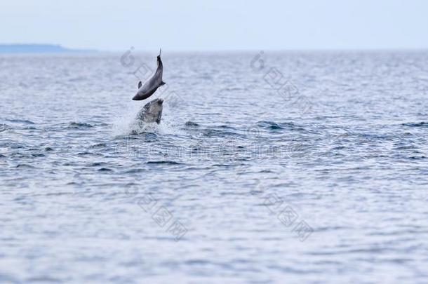 野生的宽吻海豚海豚宽吻海豚属坎