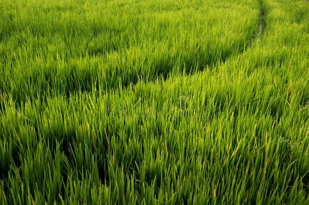 稻田,指已提到的人美丽的关于稻田从指已提到的人顶看法后面