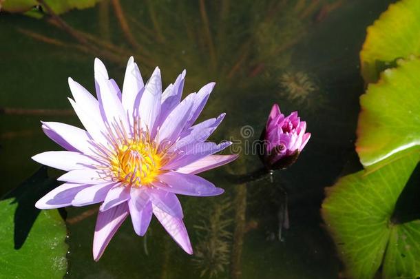 一美丽的莲花花采用指已提到的人池塘