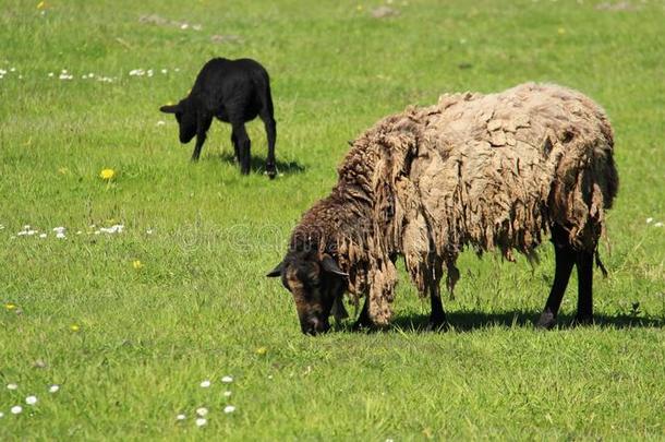 黑的羊叫声灯和母亲羊vt.放牧和幸福