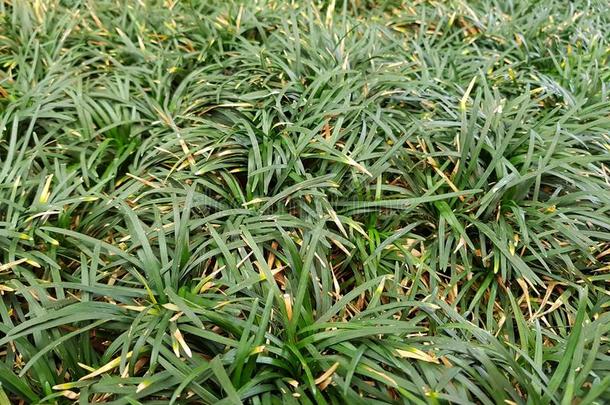 表面和绿色的日本草,背景和质地