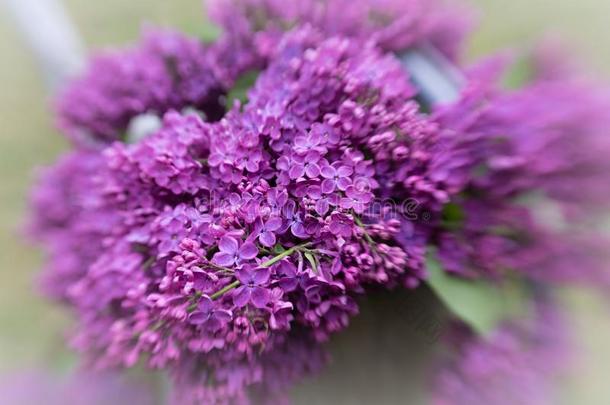 紫罗兰丁香花属装饰