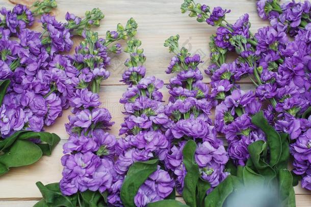 美丽的花的背景.马蒂奥拉白色的紫色的花ScottPolarResearcInstitute斯科特极地研究所