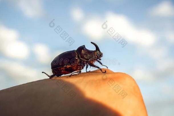 巨人甲壳虫甲壳虫,一不常见的虫甲壳虫和一角一t太阳