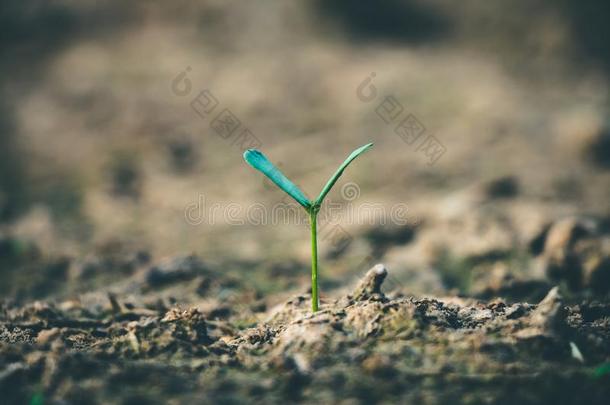 种植树背向指已提到的人森林.