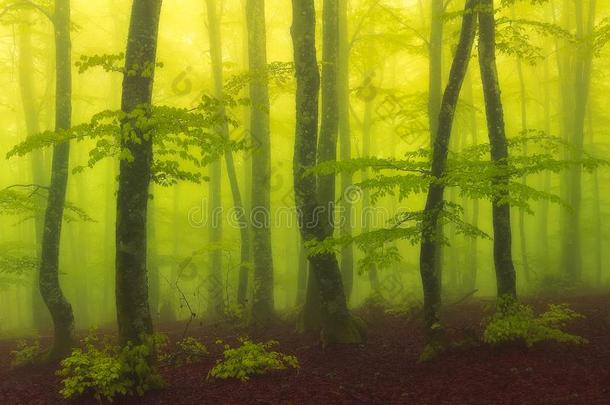 有雾的和魔法山毛榉森林和美丽的阳光