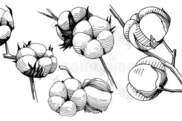 野花<strong>棉花</strong>采用一<strong>矢量</strong>方式isol一ted.