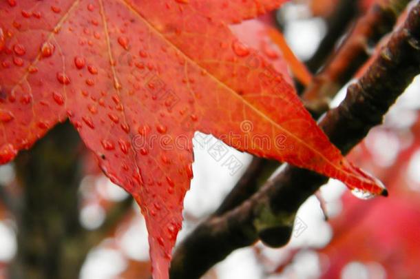 红色的和桔子树叶关于胶皮糖香树和雨点