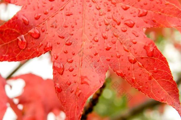 红色的和桔子树叶关于胶皮糖香树和雨点