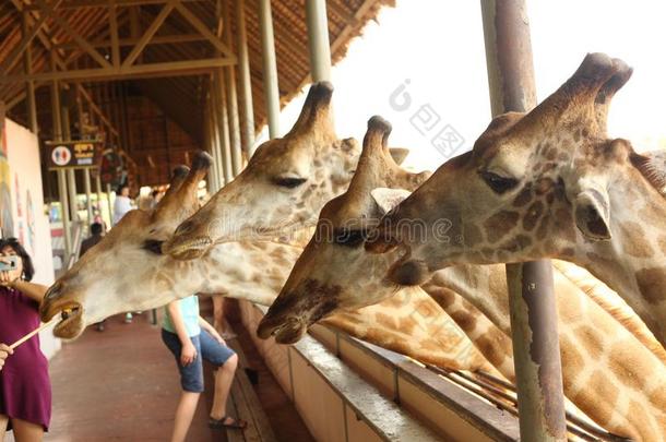 长颈鹿采用亚洲人ThaiAirwaysInternational泰航国际户外的动物园公园
