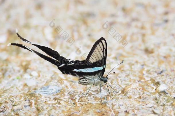 蝴蝶,清楚的飞行章和长的尾.向一湿的具体的地面它