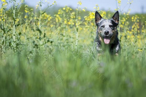 春季肖像关于幸福的澳大利亚人牛狗向绿色的草.