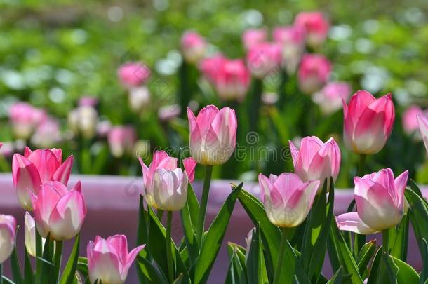 花床和温和的明亮的粉红色的郁金香,背景,