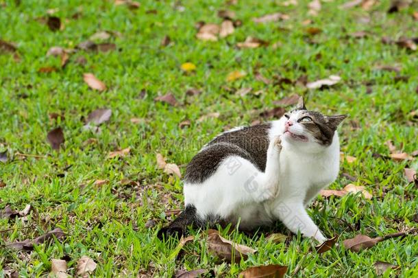 怀孕的猫一次向草在期间刮痕自己