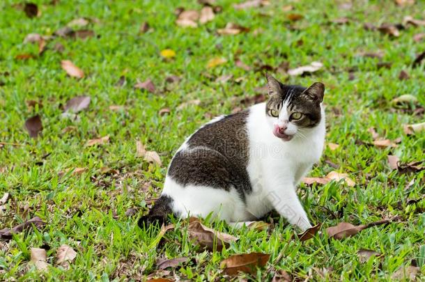 怀孕的猫一次向草在期间舔它的自己的事物鼻子