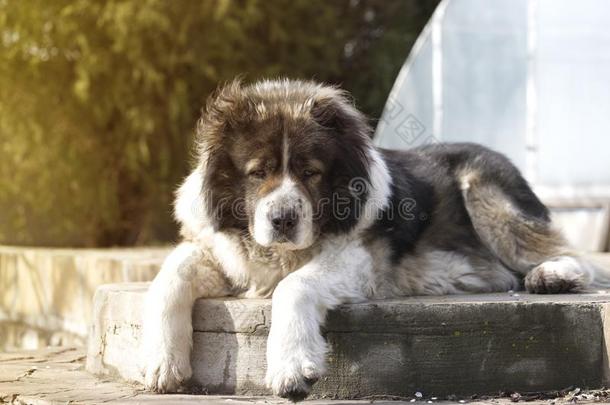 高加索人牧羊犬采用<strong>小树</strong>枝时间.成熟<strong>的</strong>高加索人牧羊人狗我