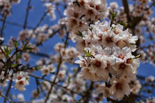 杏树树采用花在下面蓝色天