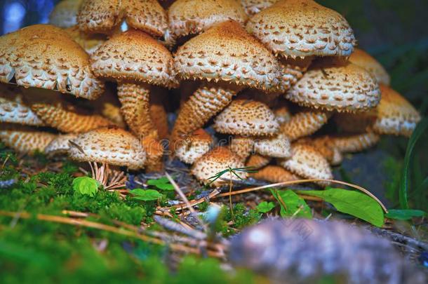 森林蘑菇虚伪的伞菌类