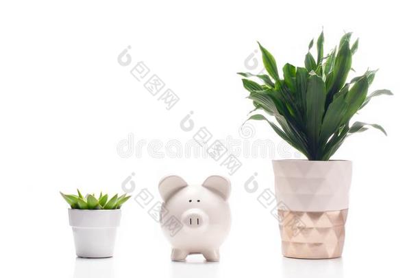 美丽的室内植物和小猪银行