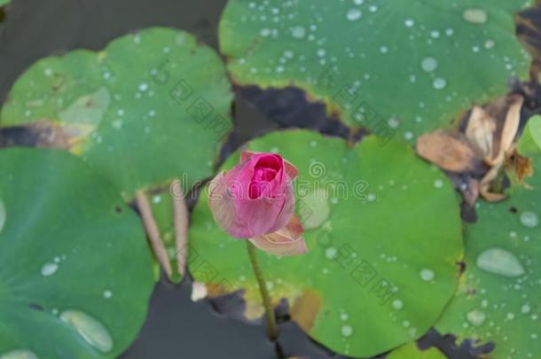 莲花粉红色的水小滴<strong>粘贴</strong>花和树叶