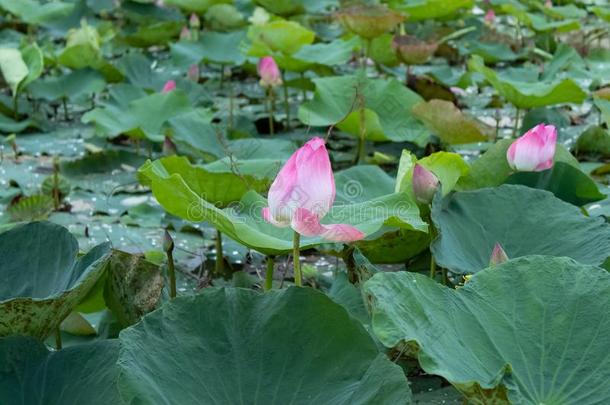 莲花粉红色的水小滴<strong>粘贴</strong>花和树叶