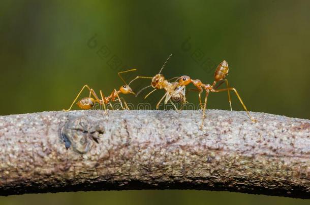 虫,昆虫,红色<strong>的</strong>蚂蚁叶子和支撑食物,好<strong>的</strong>协力