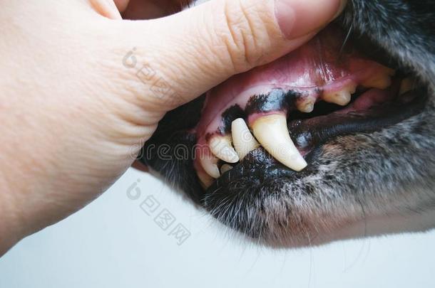 一手开幕一狗`英文字母表的第19个字母口.He一lth检查关于狗牙.