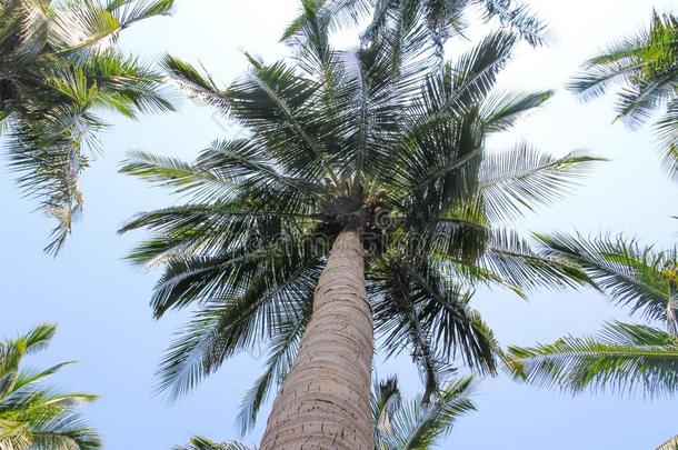 椰子手掌树和天看法