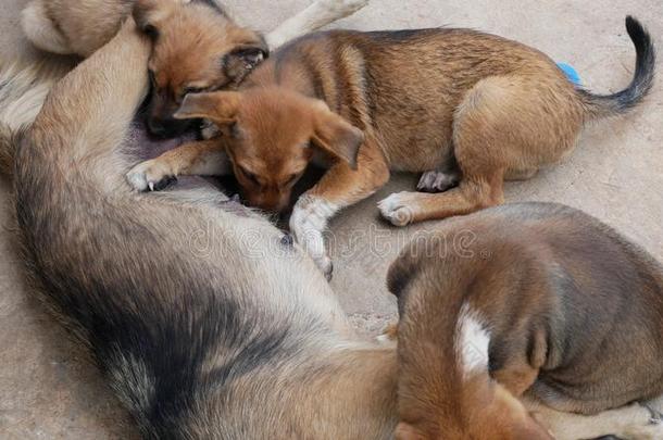 小狗吸奶的向小犬乳房.