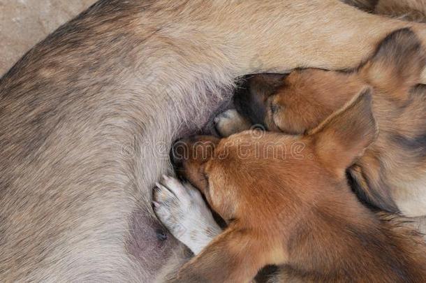 小狗吸奶的向小犬乳房.