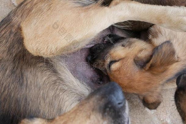 小狗吸奶的向小犬乳房.