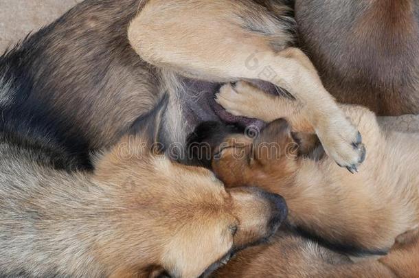 小狗吸奶的向小犬乳房.