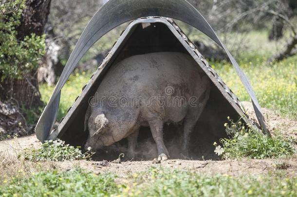 黑的伊比利亚的猪刮痕向播小屋