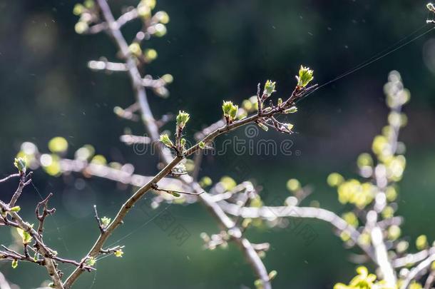 正发芽的春季树枝