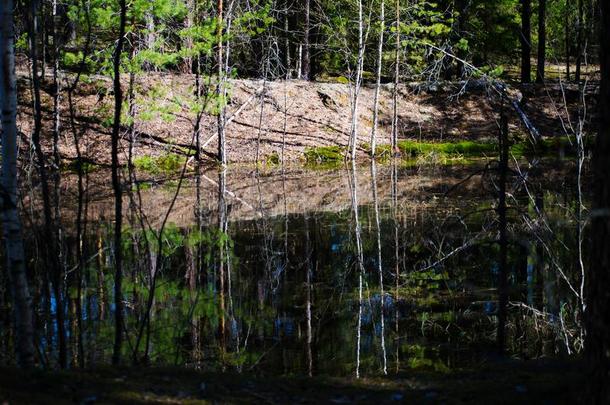 森林和湖镜子反射的l和scape关于野生的森林.